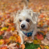 Sammie
